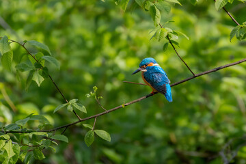 Naklejka premium Wildlife shot of Common kingfisher (Alcedo atthis) on the branch