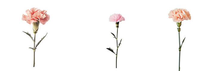 Obraz premium Set of Minimalist composition of a watercolor calla lily with ivory petals and a bold black ink-style stem, created in a realistic on transparent png background. Ai generated