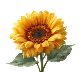 Obraz premium Vibrant sunflower blooms in floral bright and cheerful environment isolated on transparent background