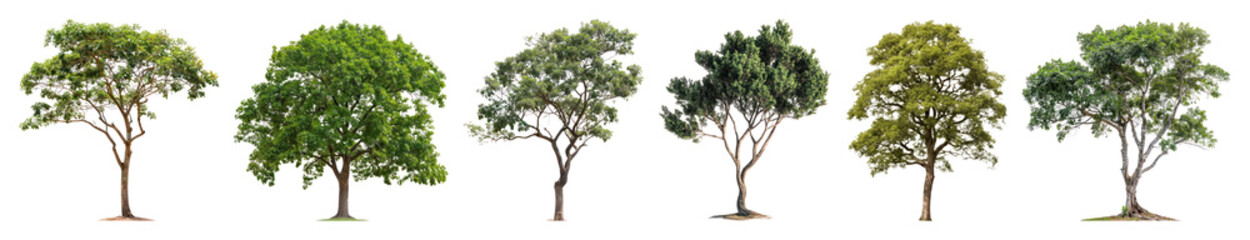 PNG Diverse trees beautifully aligned, element set on transparent background