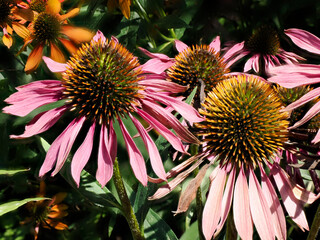 Closeup pink coneflowers with the stamens clearly visible in the french garden