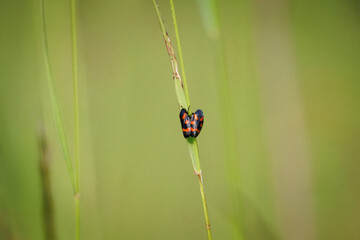 Black-and-red froghoppers mating on a blade of grass against a light green background on a sunny...