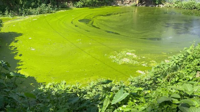 Green Azolla Floating on Pond Water | Natural Aquatic Plant Stock Footage

