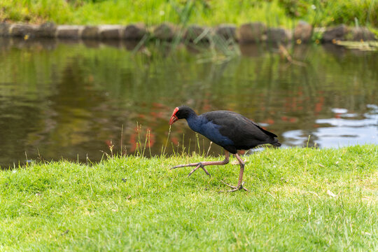 Bird by the Pond