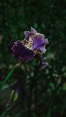 flowers iris varietal special in the garden in spring close-up