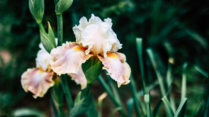 flowers iris varietal special in the garden in spring close-up
