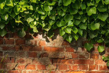 Brick wall with ivy foliage in sunlight
