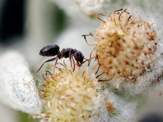 Macro of ant on an edelweiss flower and devouring prey 