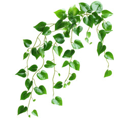 Obraz premium Hanging ivy plant with green leaves isolated on transparent background