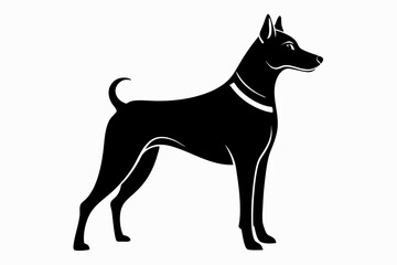 black cat on white background