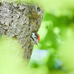 Dendrocopos major aka Great Spotted Woodpecker baby in the nest hollow with visible tongue. 