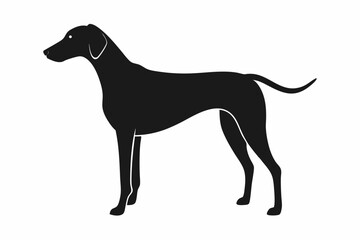 great dane dog