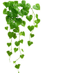 Obraz premium Green ivy vine with heart leaves isolated on transparent background