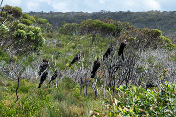 The yellow-tailed black cockatoo (Zanda funerea) in Royal National Park, New South Wales –...