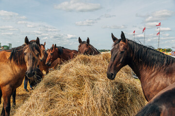 Portraits of Arabian stallions. Horses in a stall