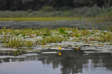 pond in the evening with water lilies and other plants