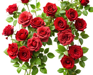 bouquet of red roses isolated on white background.PNG Transparent file type with high definition picture quality available.
