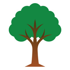 green tree isolated on white