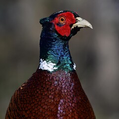 Regal Male Pheasant (Phasianus colchicus) Portrait Against Luxurious Dark Background