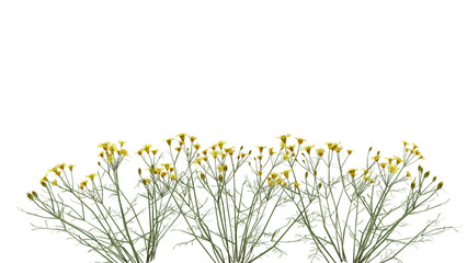 A bunch of yellow flowers on a white background