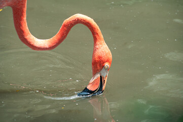 Red flamingo (Phoenicopterus) in the lake filtering the water to obtain its food at Jurong Bird...