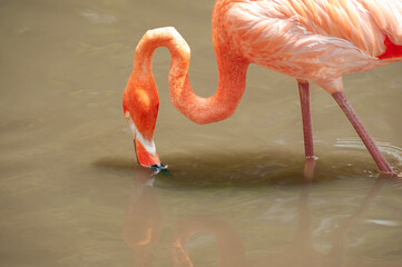 Red flamingo (Phoenicopterus) in the lake filtering the water to obtain its food at Jurong Bird...