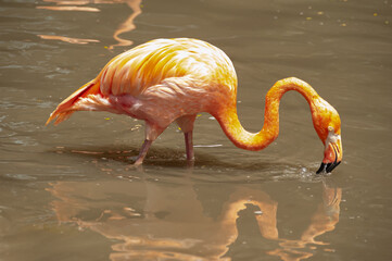 Red flamingo (Phoenicopterus) in the lake filtering the water to obtain its food at Jurong Bird...