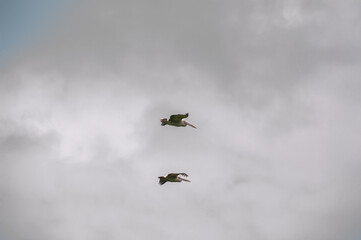 Pelicans (Pelecanus) flying in Jurong Bird Park, Singapore