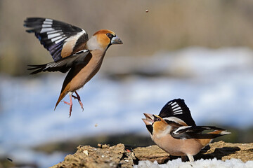 Hawfinch (Coccothraustes coccothraustes) Flying in the Wild