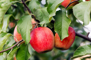 Harvest season in eco farm, organic horticulture, summer industry with red apples. Tasty fresh fruits high quality on tree with green leaves on branch on plantation at garden, outdoor, copy space