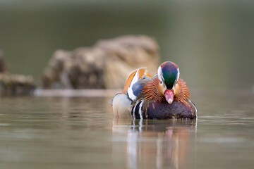 Mandarin Duck (Aix galericulata) Swimming on Tranquil Lake. Close-up