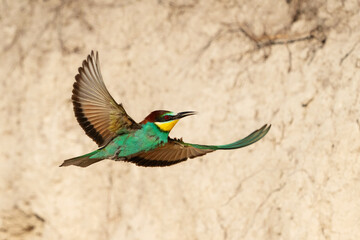 European bee-eater Merops Apiaster in the wild