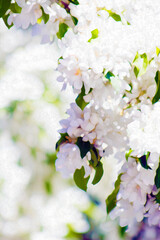 Spring White Blooms Flowers on Branch of Ornamental Flowering Tree Lovely, Delicate, Bridal, Shower, Invitation, Boutique Sale Ad, Nursery, Store sale advertising backdrop, background (filtered photo 