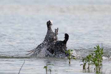 Coots Fighting Over Territory During Breeding Season