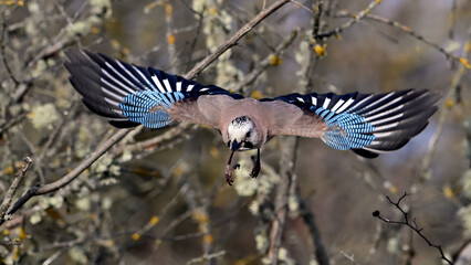 Eurasian Jay Garrulus glandarius in Flight Through the Forest