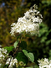 Viburnum plicatum is a species of flowering plant in the family Adoxaceae (formerly Caprifoliaceae), native to mainland China, Korea, Japan, and Taiwan 
