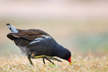 Common Moorhen Gallinula chloropus. In the wild