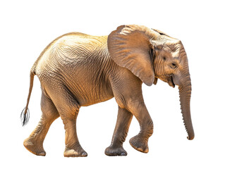 Fototapeta premium Graceful Young African Elephant Walking PNG - Wildlife & Nature Animal