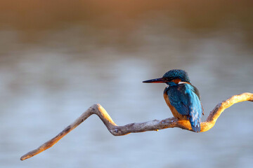 Common Kingfisher Watching for Fish