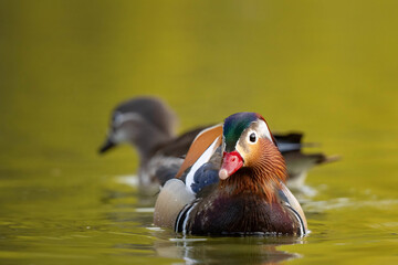 Stunning Mandarin Duck (Aix galericulata) Swimming on Tranquil Lake in Golden Hour Light.