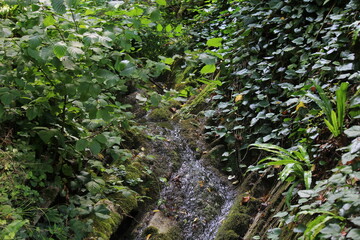 green moss on the wall