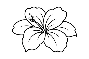 Simple line drawing of a hibiscus flower botanical illustration