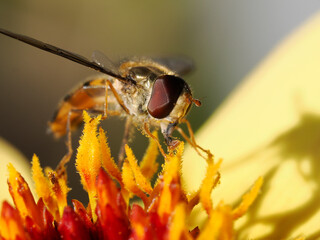 Macro of Hoverfly feeding the stamens of a yellow dahlia.We can clearly see the facets of an insect's eye 