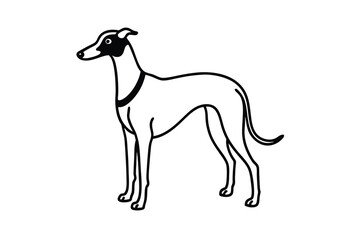 Elegant whippet dog breed illustration black and white line art