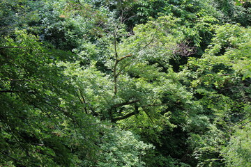 green subtropical forests on the Black Sea coast near Sochi