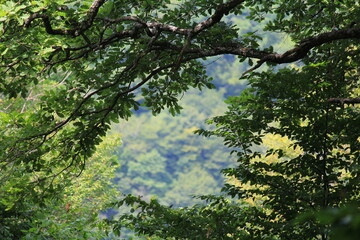 subtropical forests on the Black Sea coast on a hot afternoon