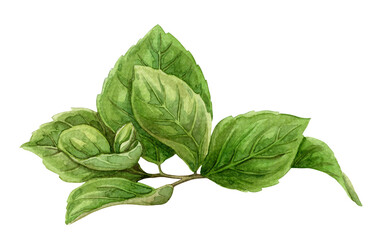 Chinese Hibiscus green leaves hand drawn watercolor botanical illustration of rosa sinensis. Twig drawing with colorful realistic texture. Perfect for summer card template and holiday season design.