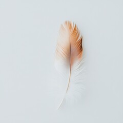 Obraz premium white feather on black background