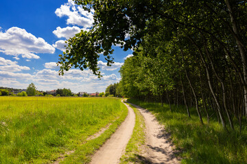Wolny czas, leśna zielona ścieżka na spacer lub rower, polski krajobraz letni, tło lub tapeta © anettastar
