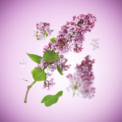 Lilac branches with fragrant blossoms and leaves flying on violet gradient background